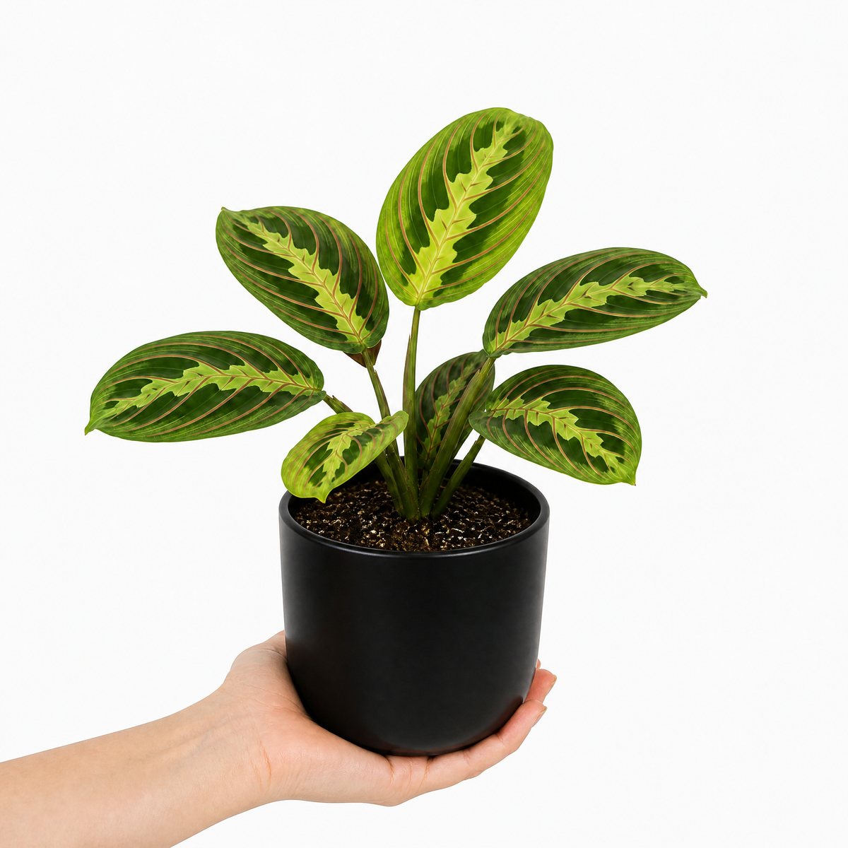 Maranta Lemon Lime Prayer Plant with lime green and yellow striped foliage.