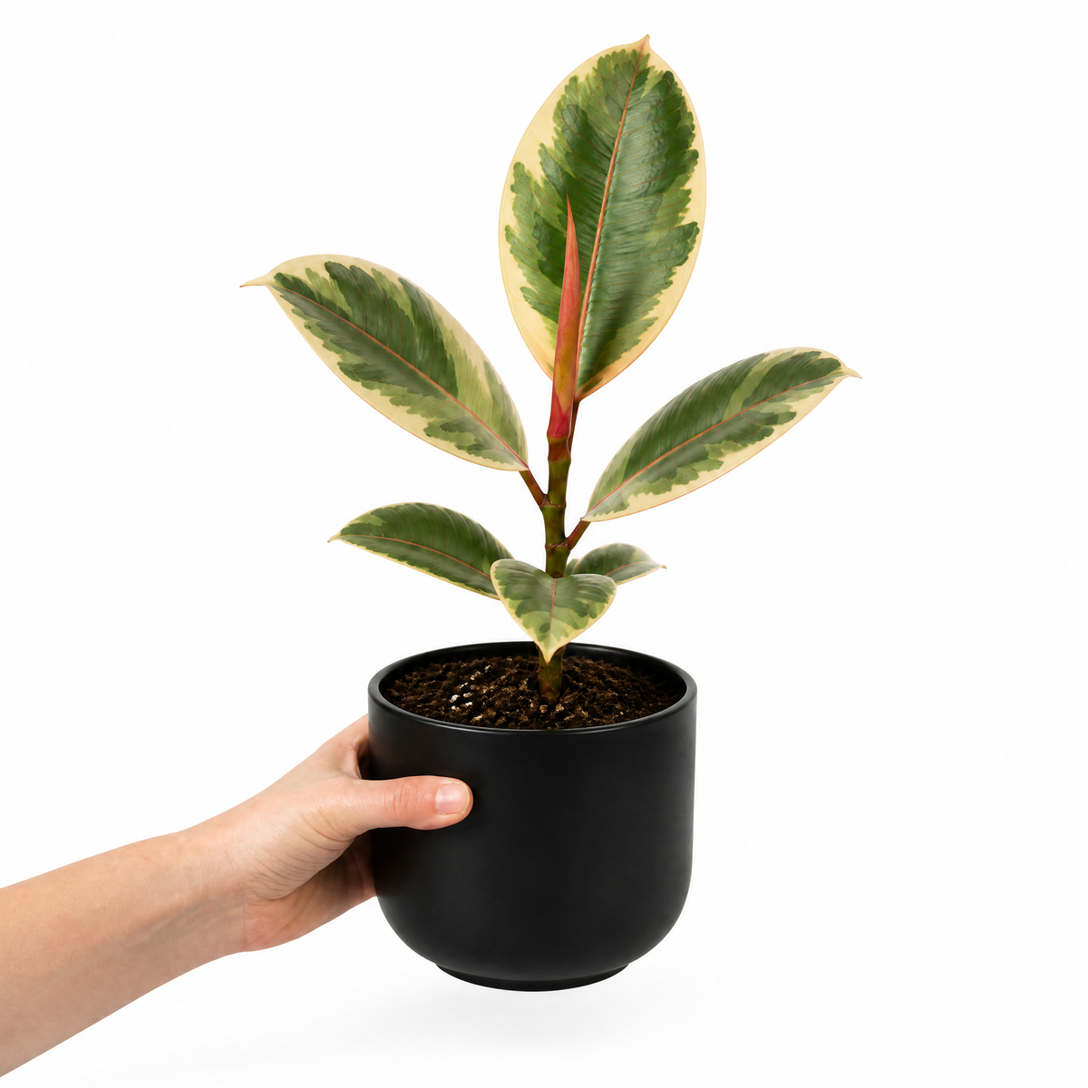 Ficus elastica 'Tineke' rubber plant with variegated cream, green and pink leaves.