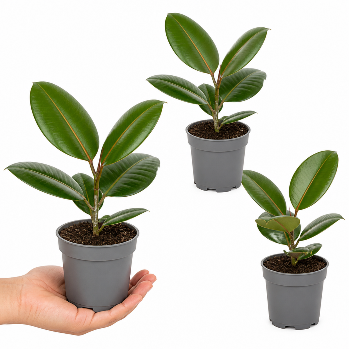 Ficus elastica 'Robusta' Rubber Plant with large glossy deep green leaves.