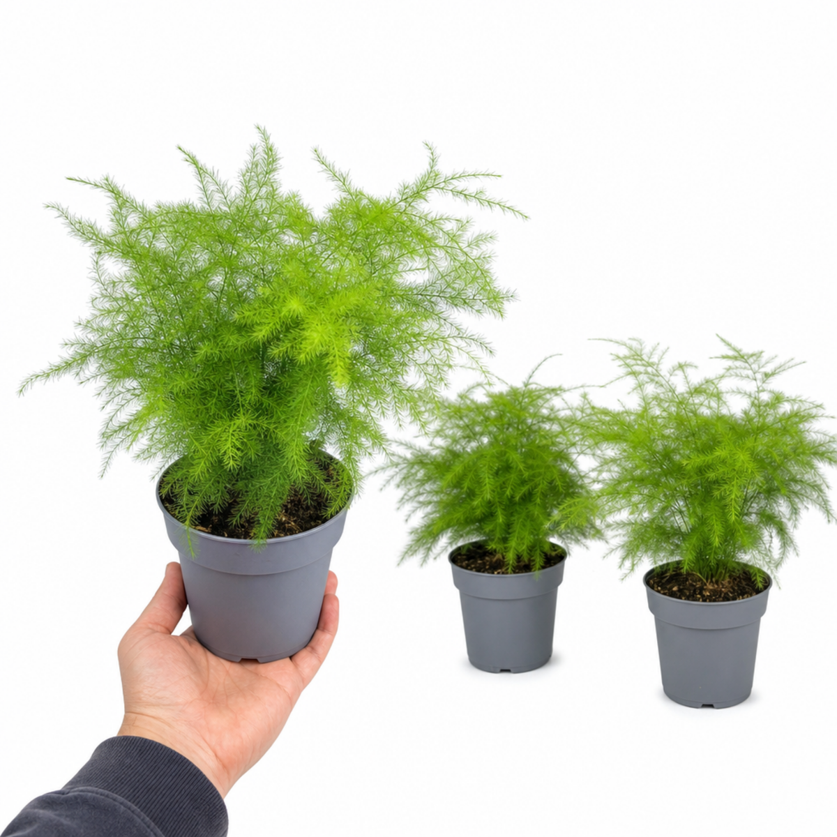 A green asparagus fern houseplant with feathery, bright green foliage in a pot.