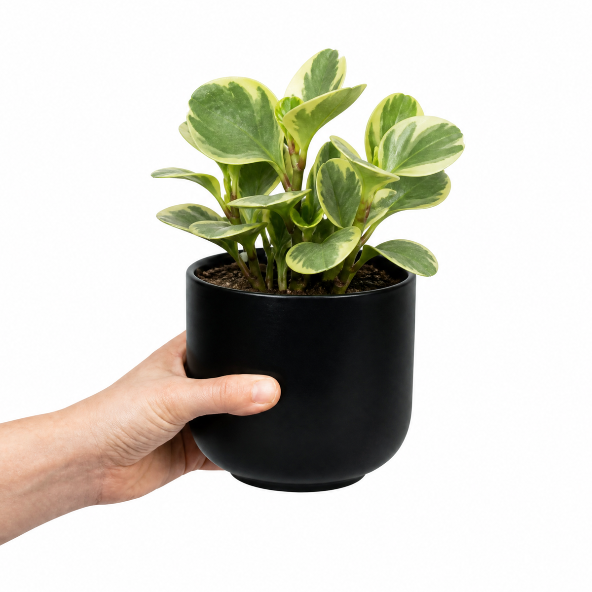 Peperomia obtusifolia 'Variegata' houseplant with creamy white and green variegated leaves.