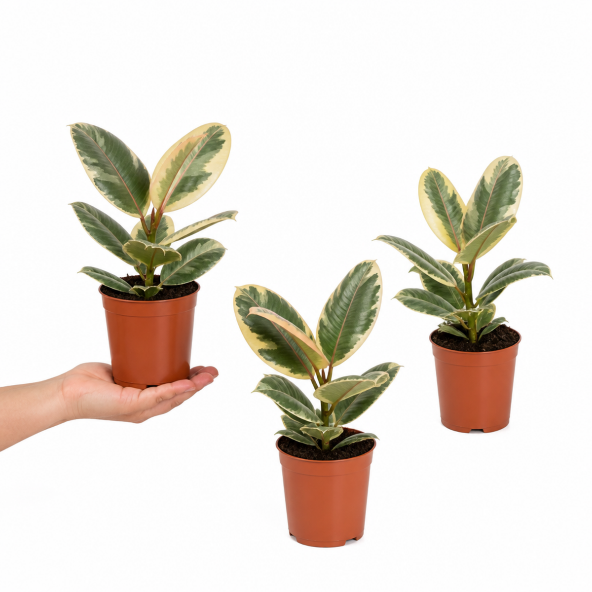 A Ficus elastica 'Tineke' variegated rubber plant with cream, green and pink leaves.