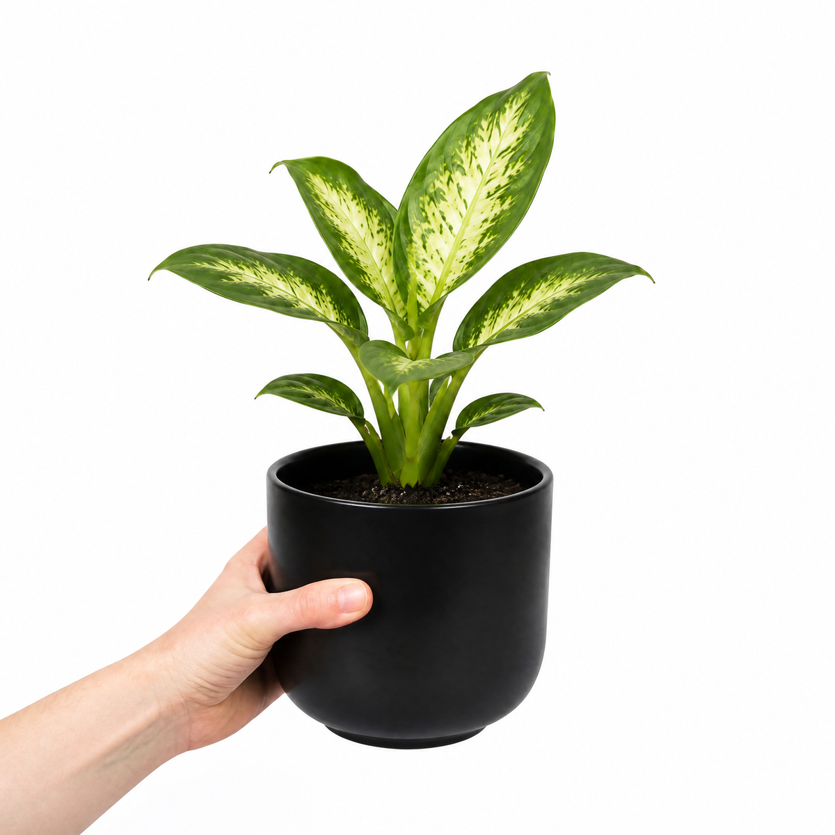 Dieffenbachia Dumb Cane with green and creamy-yellow variegated leaves
