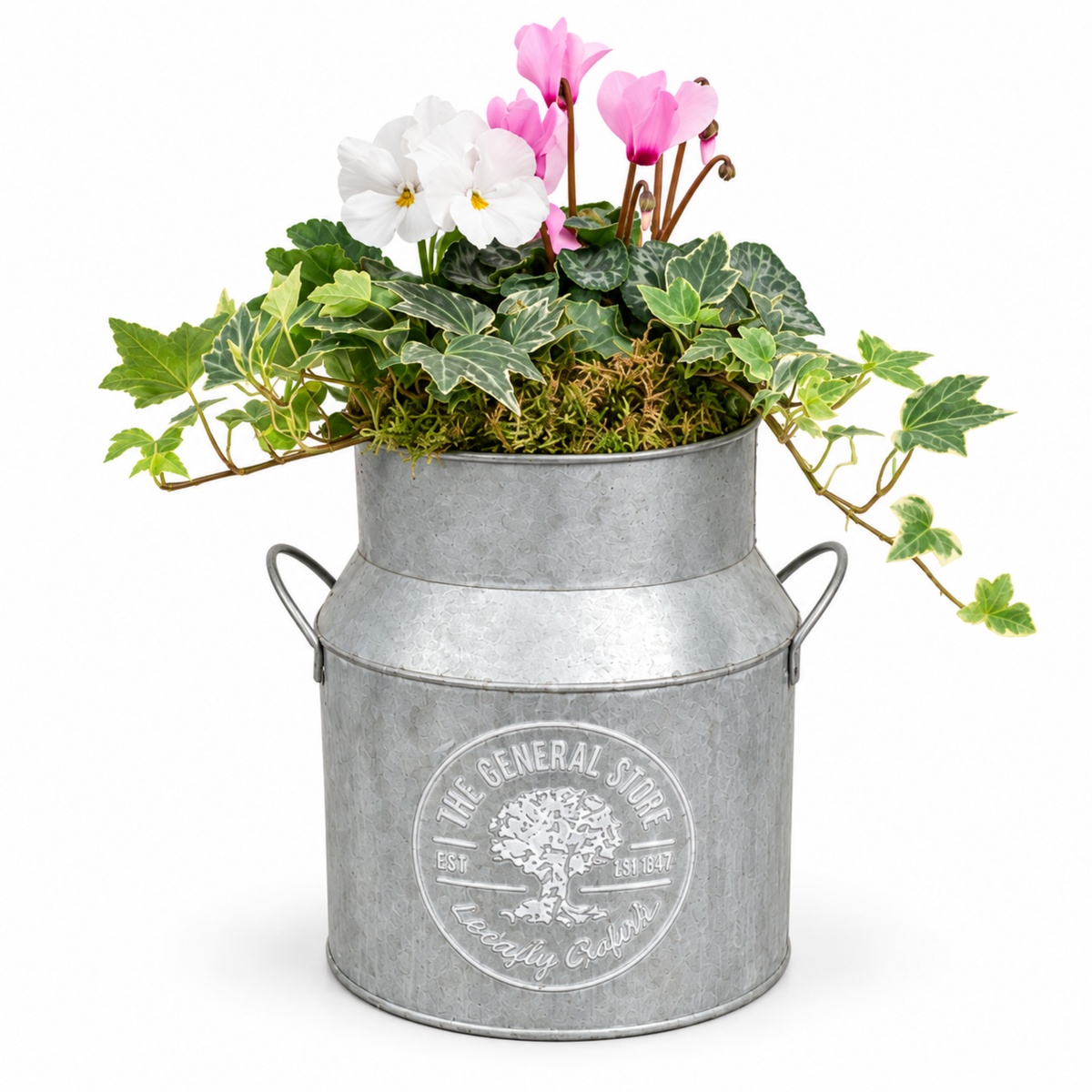Pink cyclamen and white pansies with silver-leaved ivy planted in a milk churn.