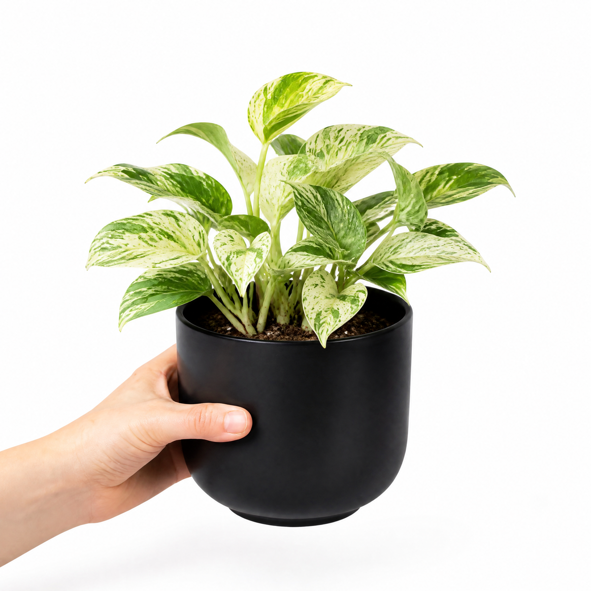 Marble Queen Pothos plant with green and white variegated trailing leaves.