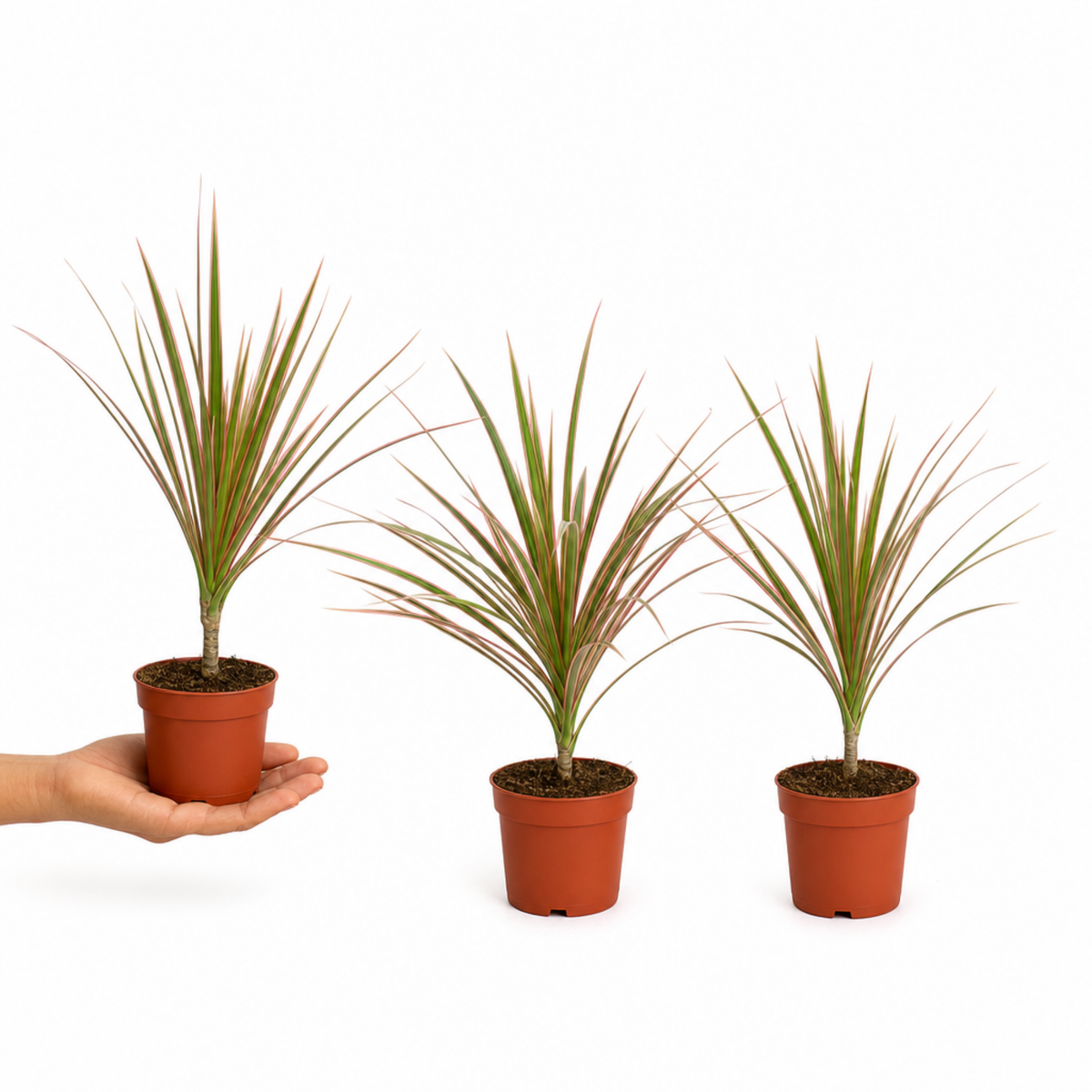 Variegated Dragon Tree houseplant with red and cream edged leaves.