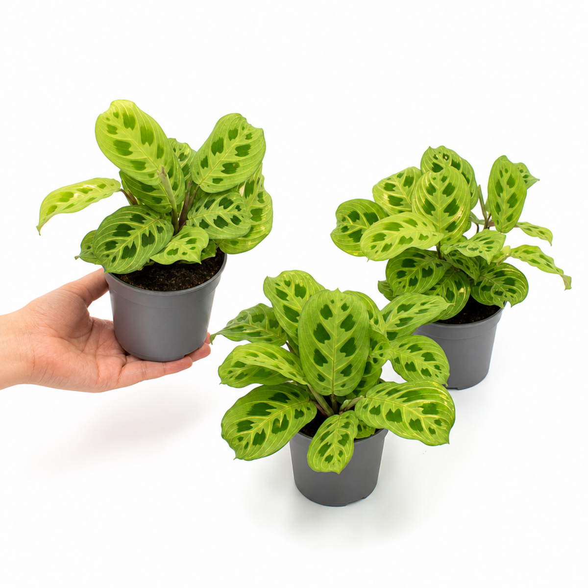 Maranta Lemon Lime prayer plant with lime green and deep green variegated leaves.