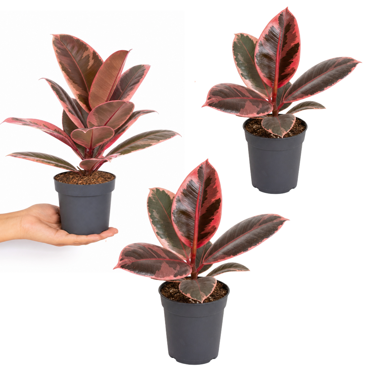 Ficus elastica 'Belize', a rubber plant with pink and green variegated leaves.