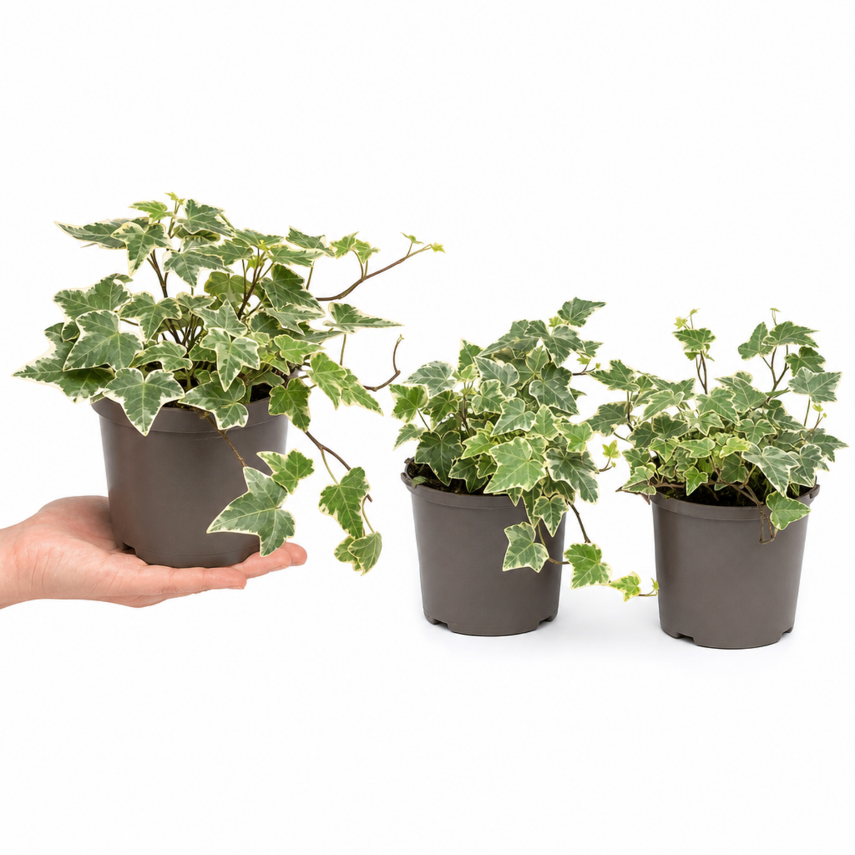 Variegated ivy trailing houseplant with green and cream leaves in a pot.