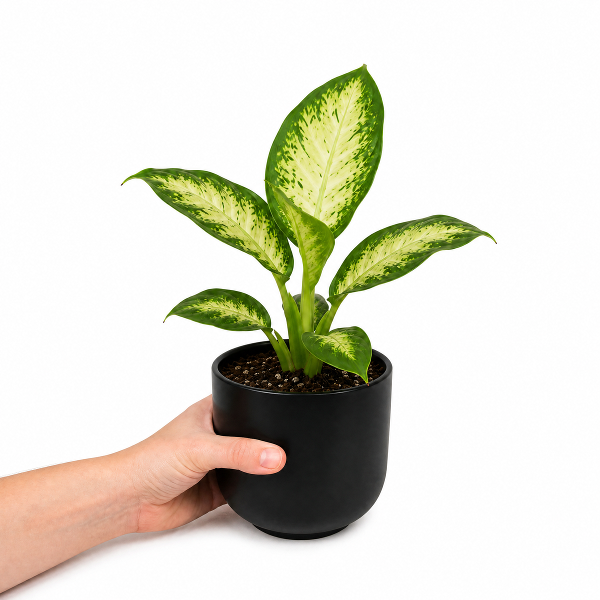 Dieffenbachia Dumb Cane houseplant with cream and green variegated leaves.