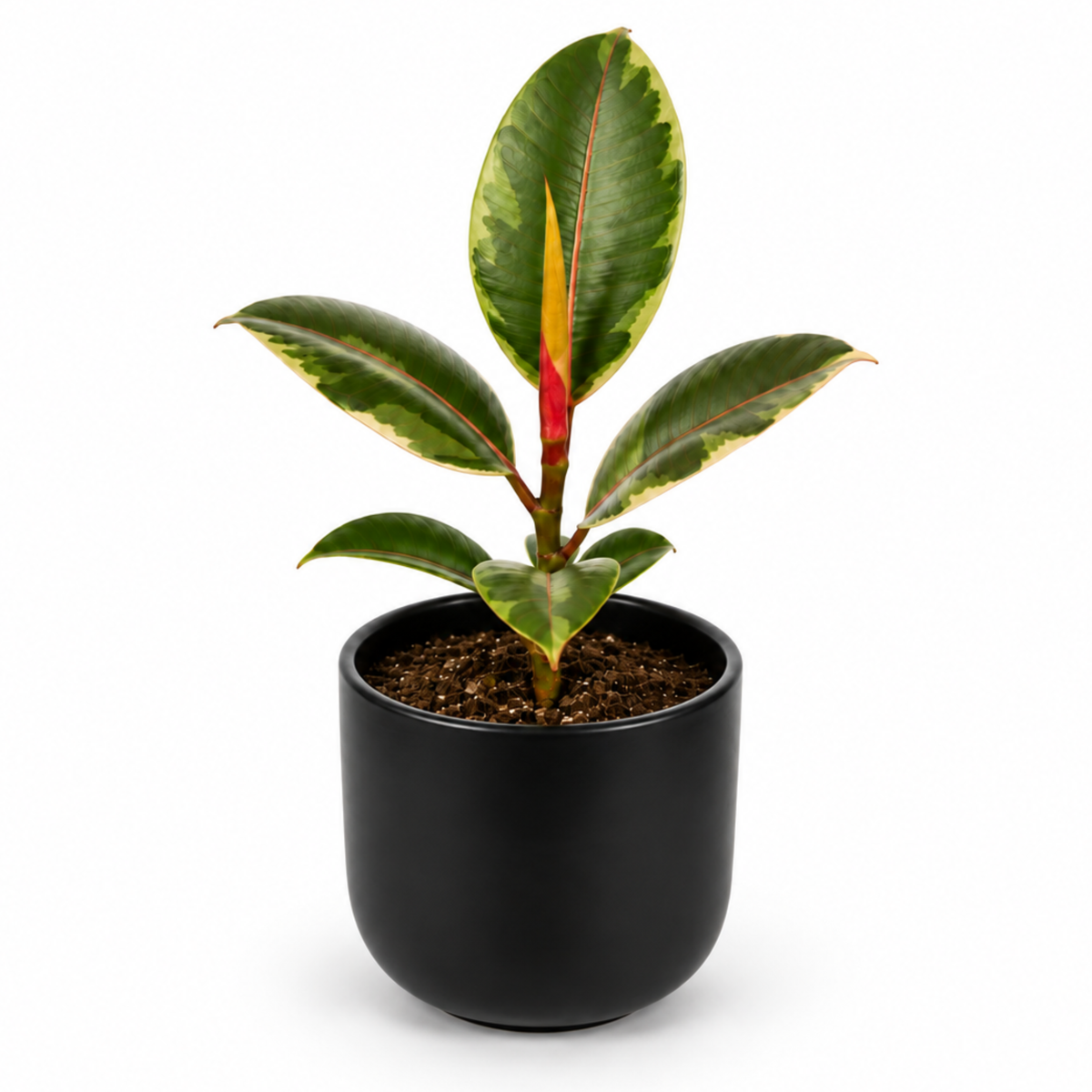 Ficus elastica 'Belize' rubber plant with glossy green, pink-red marked leaves.