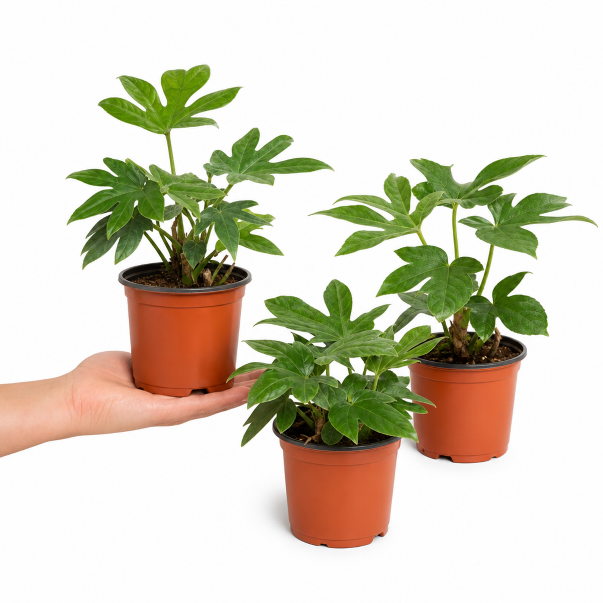 Fatsia japonica, the Paper Plant, with large glossy dark green lobed leaves.