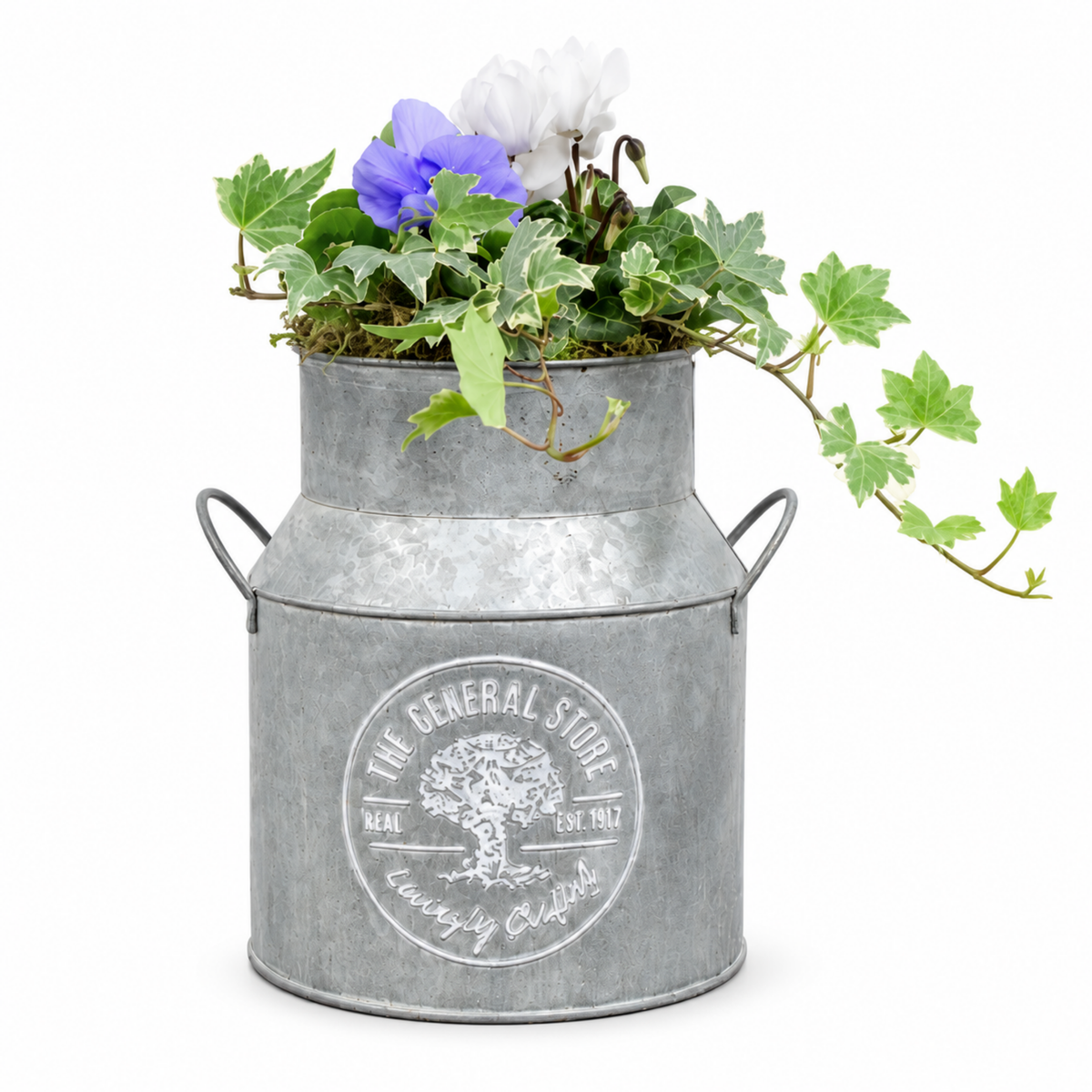 A milk churn planter filled with white cyclamen, pansies and trailing green ivy.