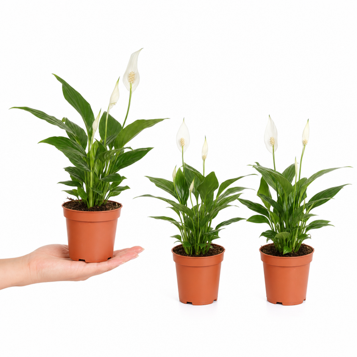 A peace lily houseplant with glossy green leaves and white flowers in a pot.