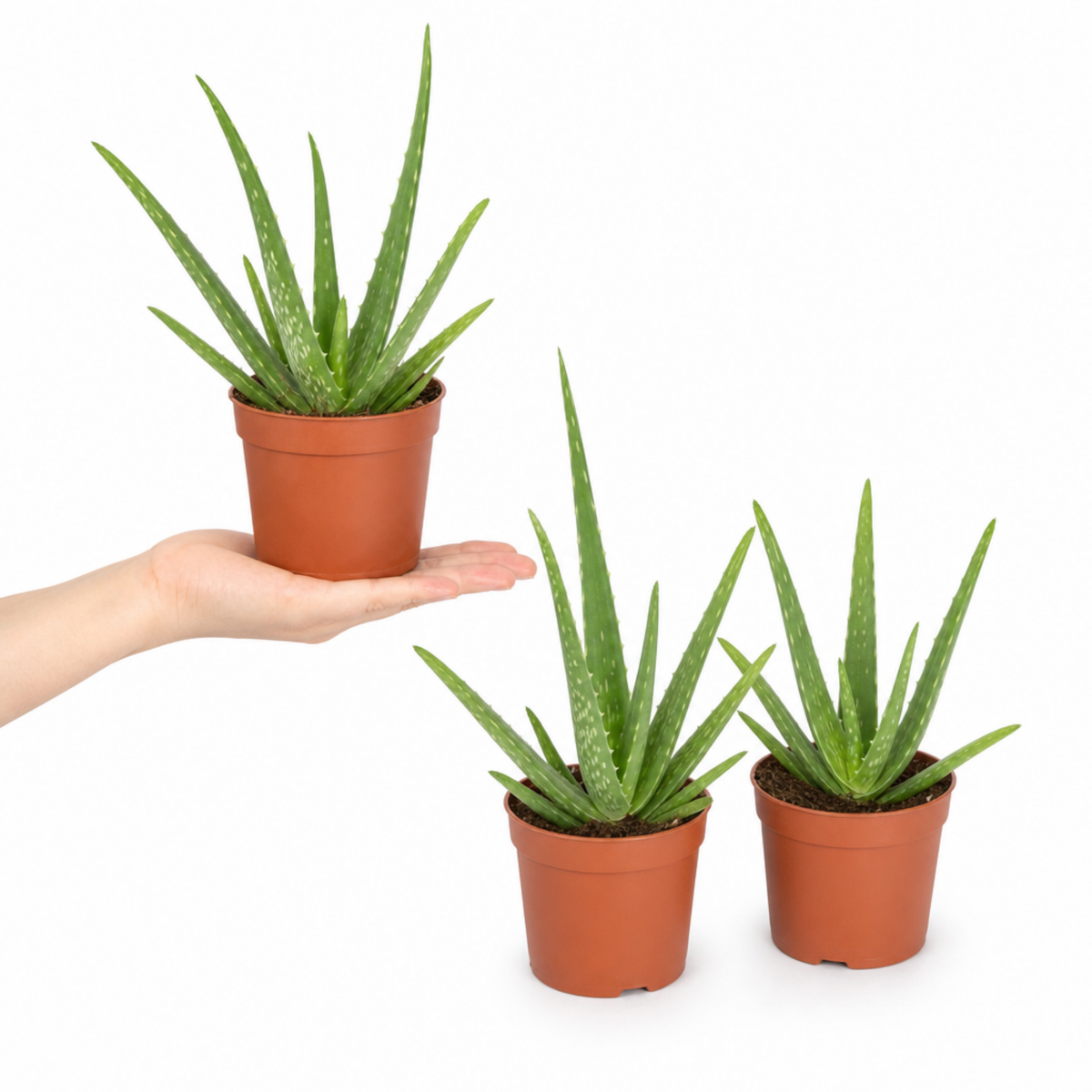 Aloe vera plant with thick, fleshy green leaves in a pot.
