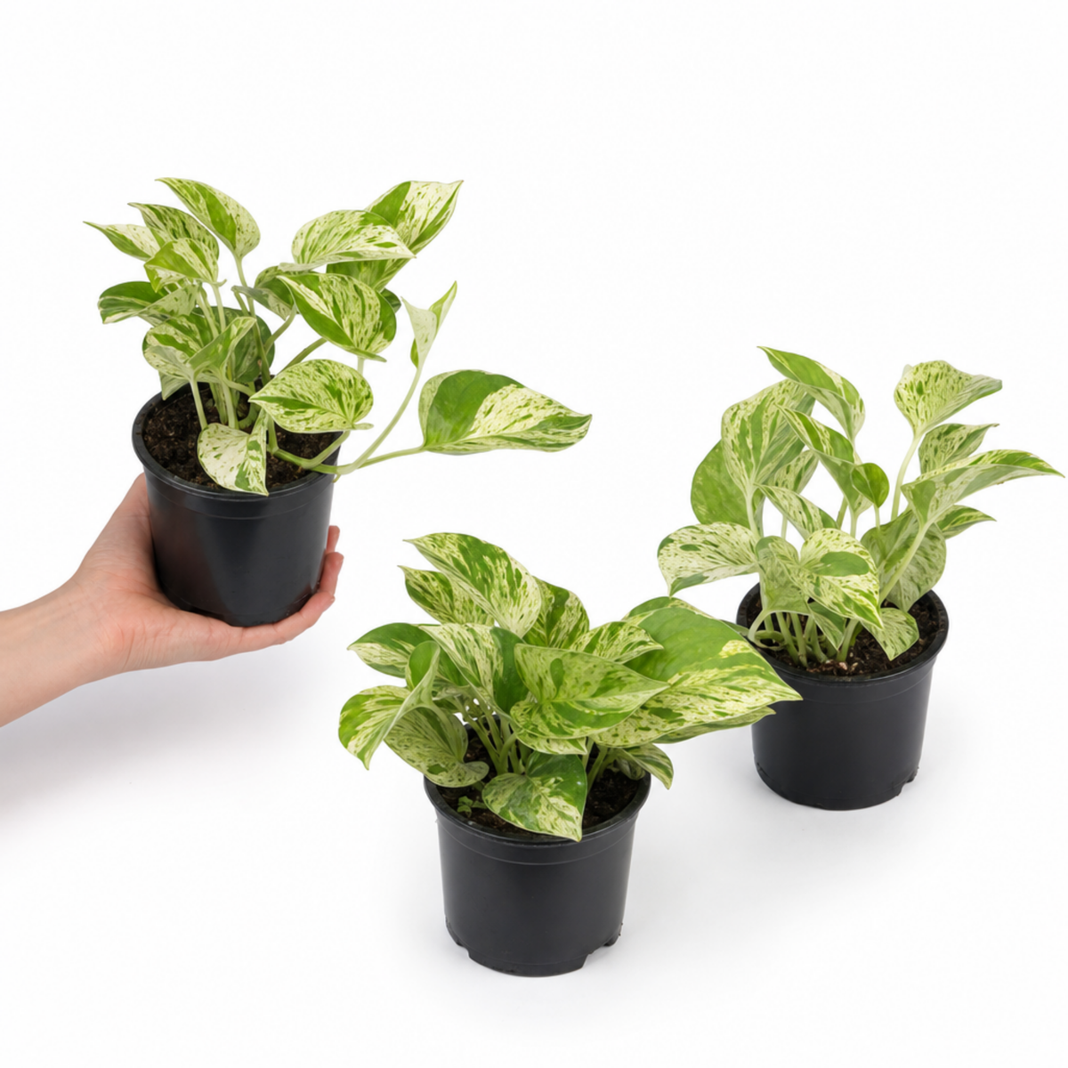 A trailing pothos plant with green and creamy-yellow variegated heart-shaped leaves.