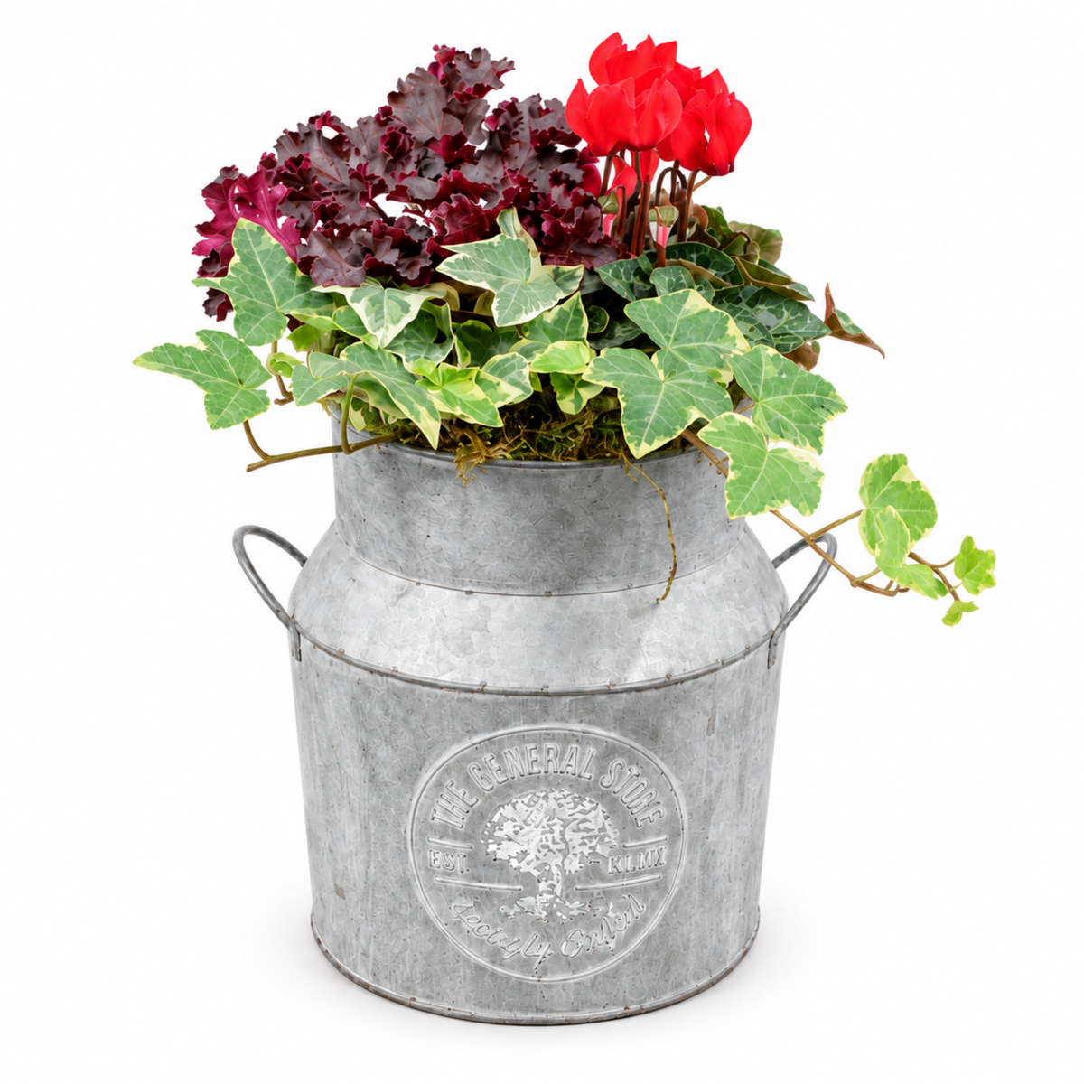 Ready-planted milk churn with ornamental foliage plants and Cyclamen flowers in autumn tones.