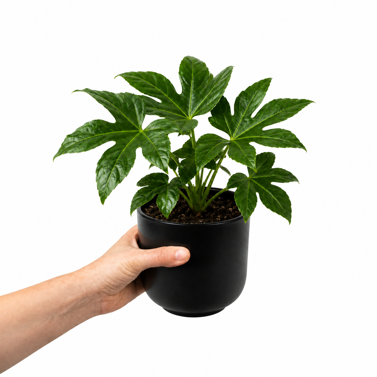 Fatsia japonica paper plant with large glossy green leaves.