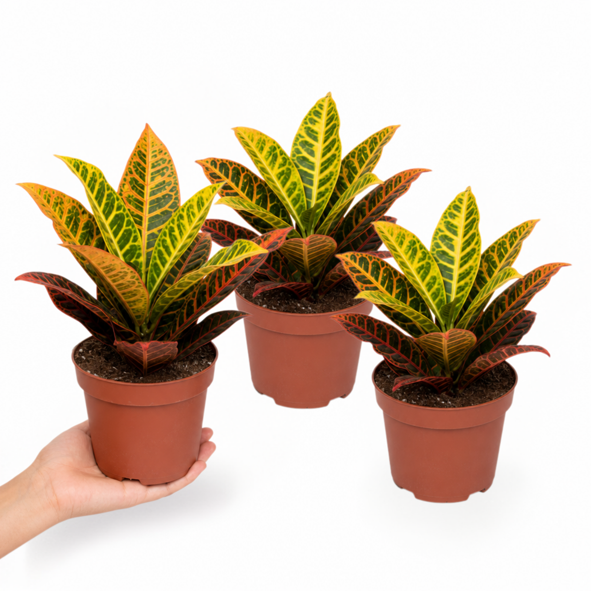 Croton 'Petra' houseplant with red, orange, yellow and green variegated leaves.