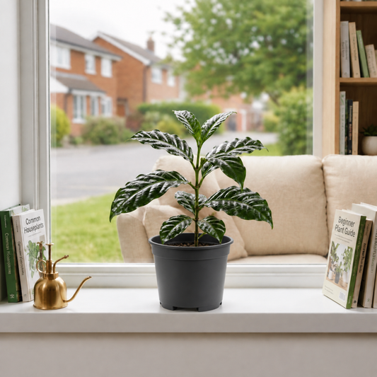 Coffea arabica coffee plant with glossy dark green leaves.