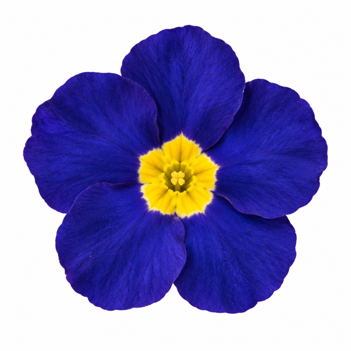 Blue polyanthus flowers with yellow centres above crinkled green leaves.