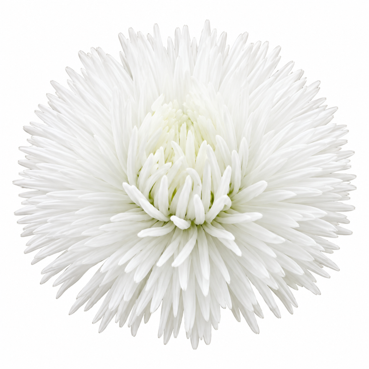 Double white Bellis Habanera daisies with pompon-style flowers