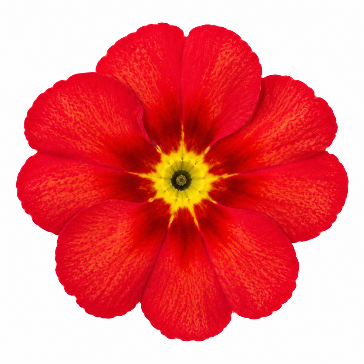 Polyanthus plants with vivid scarlet flowers and golden-yellow centres above green crinkled leaves.