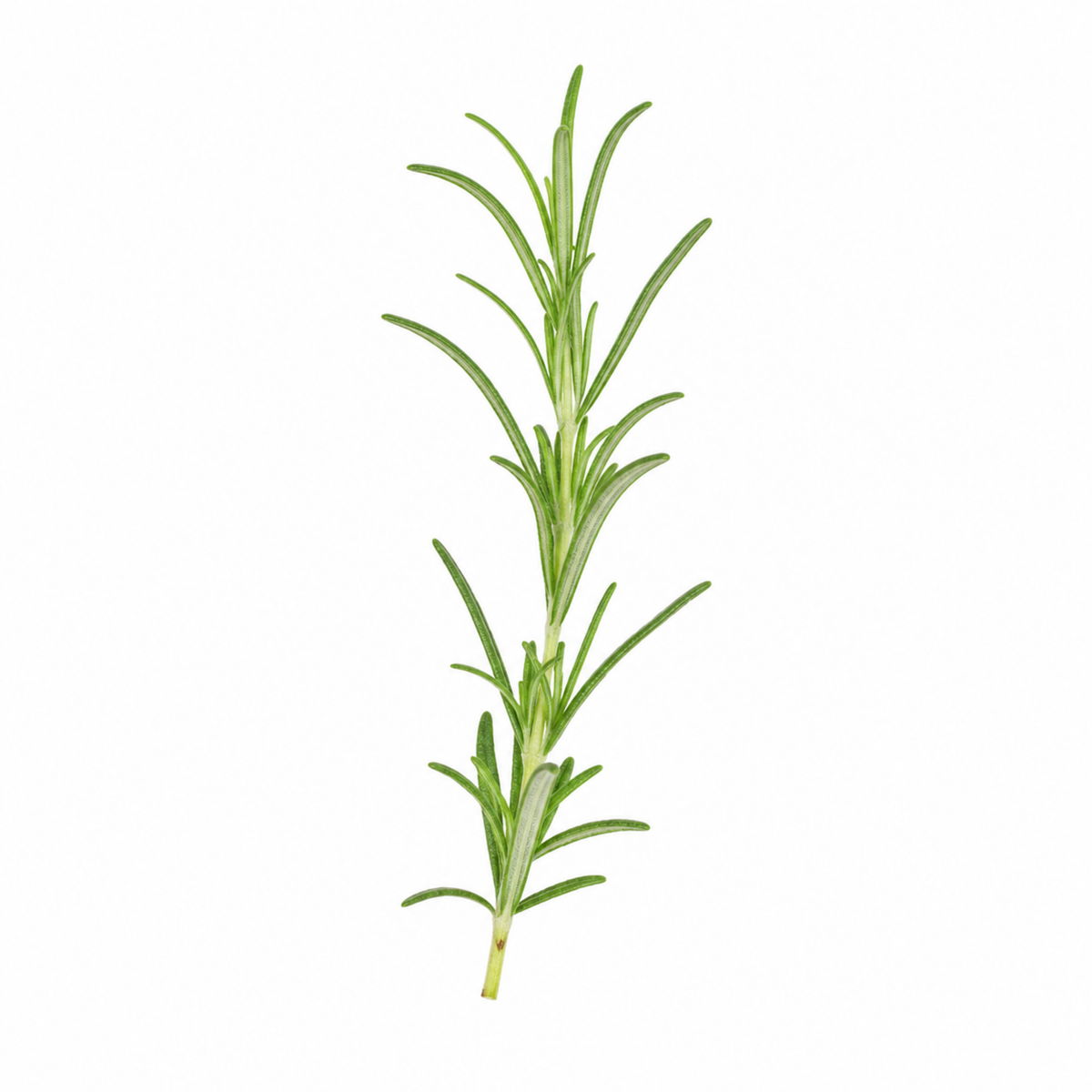 Green rosemary herb in pre-planted decorative milk churn planter