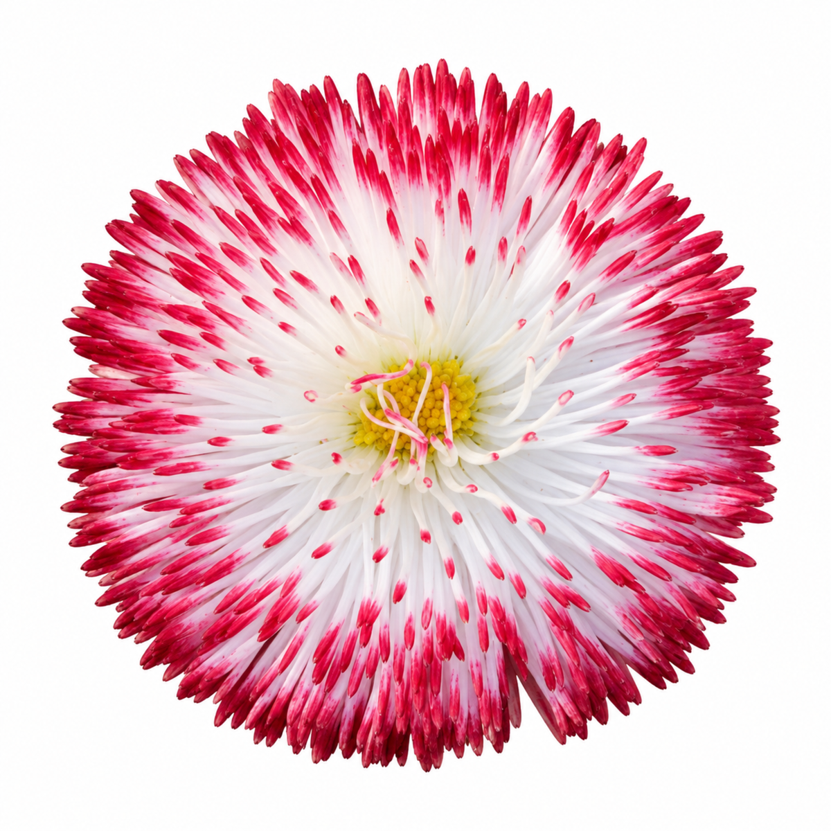 Double daisy flowers with deep red petals tipped in white