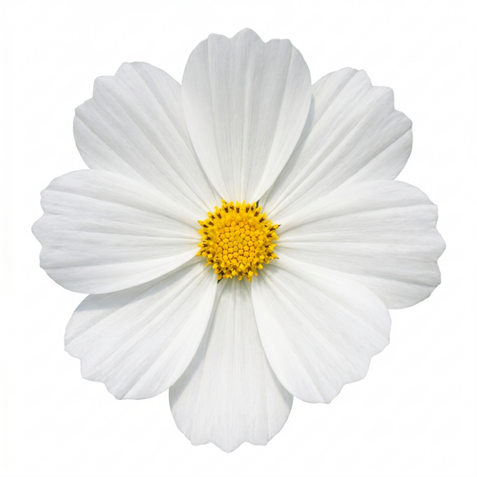 Cosmos 'Apollo White' – Summer Bedding (Set of 3 or 6)