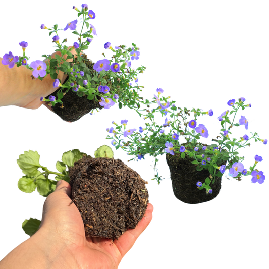 Bacopa 'Megacopa Blue Improved' – Trailing Basket Bedding (3 or 6 x 10.5cm Pots)