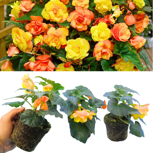 Begonia 'Illumination Apricot Shades' – Trailing Basket Begonia (3 or 6 x 10.5cm Pots)