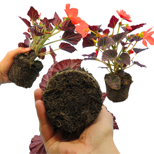 Begonia 'Illumination Scarlet' – Trailing Basket Begonia (3 or 6 x 10.5cm Pots)