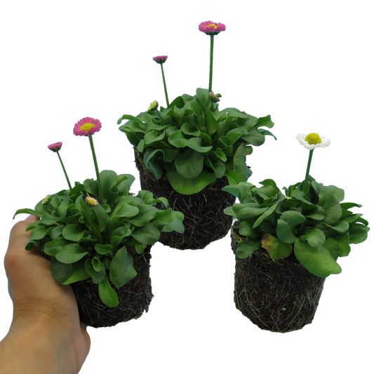 Bellis Mixed Colours (English Daisy) – Hardy Spring Bedding (Set of 3 or 6)