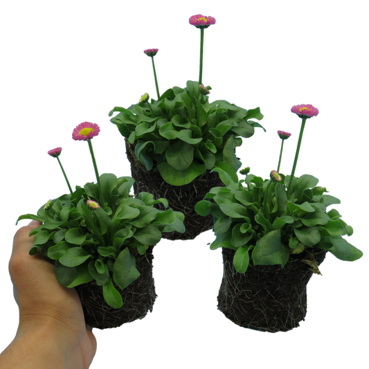 Bellis 'Rose' (Double Daisy) – Hardy Spring Bedding (Set of 3 or 6)