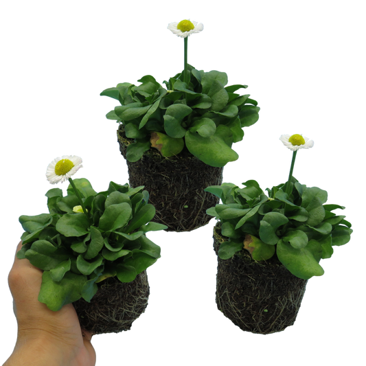 Bellis White (English Daisy) – Hardy Spring Bedding (Set of 3 or 6)