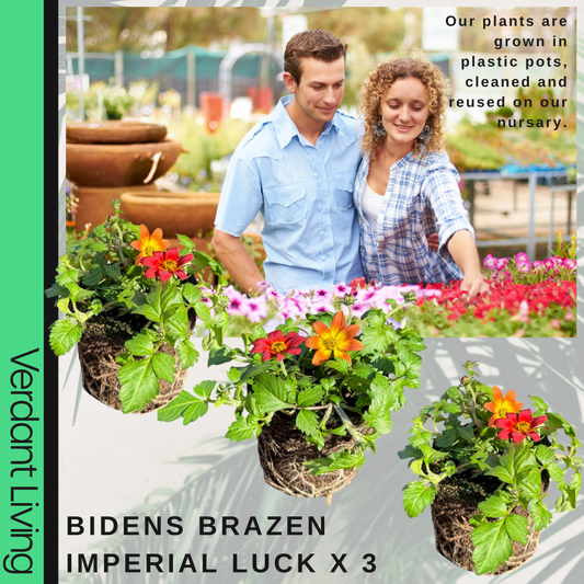 Bidens 'Brazen Imperial Luck' – Upright Summer Bedding (Set of 3 or 6)