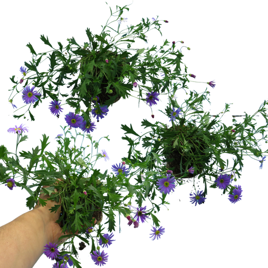 Brachyscome 'Brasco Violet' (Swan River Daisy) – Trailing Bedding (Set of 3 or 6)