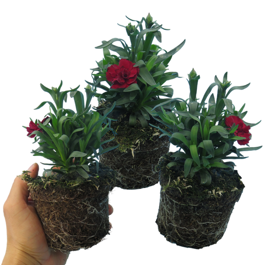 Dianthus Dark Red (Carnation) – Scented Patio Perennial (Set of 3 or 6)