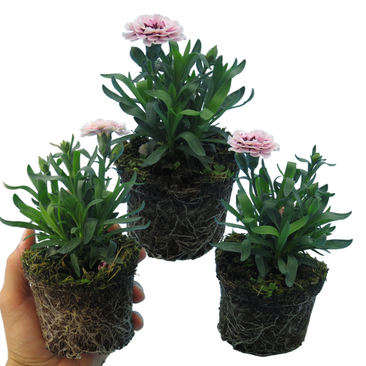 Dianthus 'Purple Star' (Carnation) – Scented Patio Perennial (Set of 3 or 6)