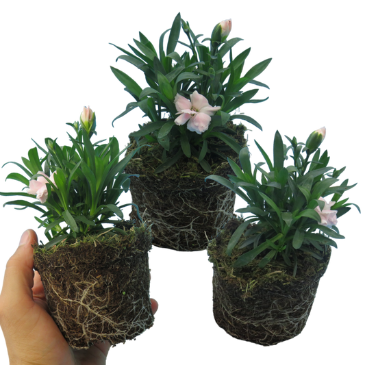 Dianthus (White Carnation) – Scented Perennial (Set of 3 or 6)