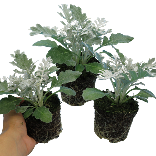 Cineraria 'Silver Dust' (Jacobaea maritima) – Silver Foliage Bedding (Set of 3 or 6)