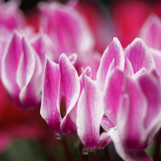 Cyclamen 'Flame Dark Red' – Autumn and Winter Colour (Set of 3 or 6)