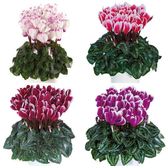 Cyclamen 'Flame Mixed' – Autumn and Winter Colour (Set of 3 or 6)