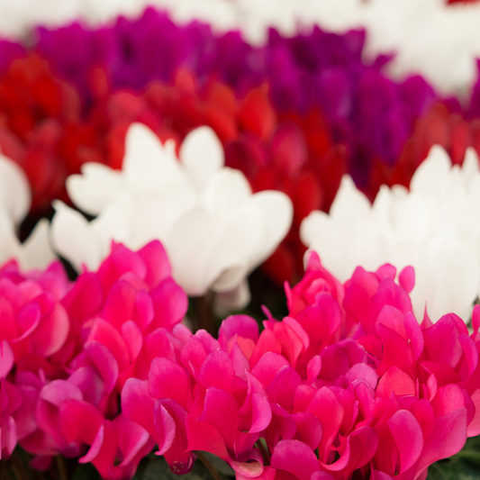Cyclamen Growers Selection – Autumn and Winter Colour (Set of 3 or 6)