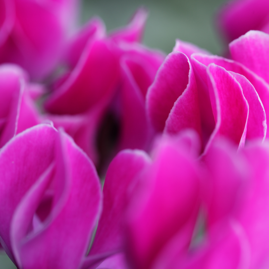 Cyclamen 'Silver Leaf Magenta' – Silver Foliage and Winter Flowers (Set of 3 or 6)