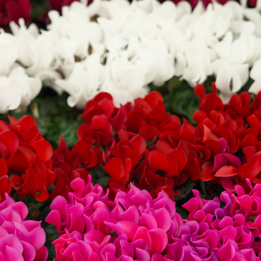 Cyclamen 'Silver Leaf Mixed' – Silver Foliage and Winter Flowers (Set of 3 or 6)