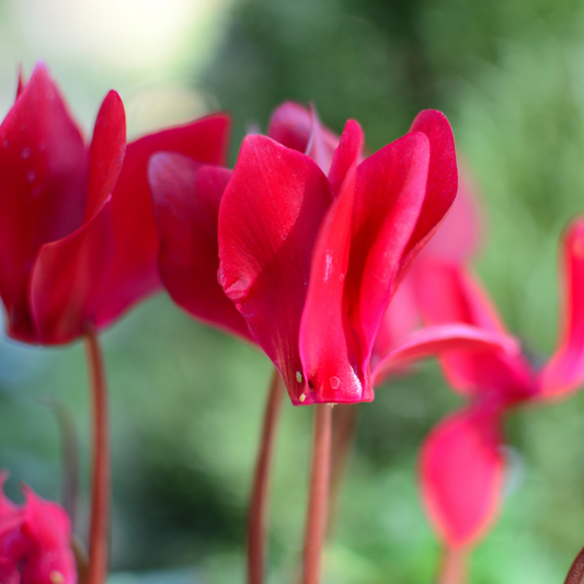Cyclamen 'Silver Leaf Salmon' – Silver Foliage and Winter Flowers (Set of 3 or 6)