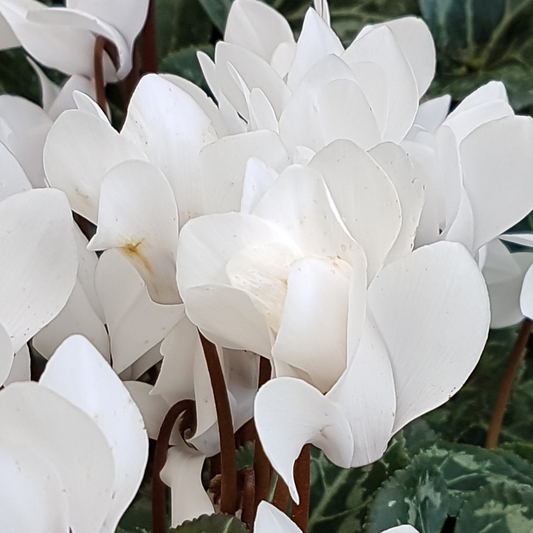 Cyclamen Silver Leaf White – Hardy Winter Bedding (Set of 3 or 6)