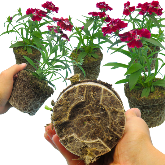 Dianthus Deep Red (Garden Pink) – Fragrant Evergreen Perennial (Set of 3 or 6)
